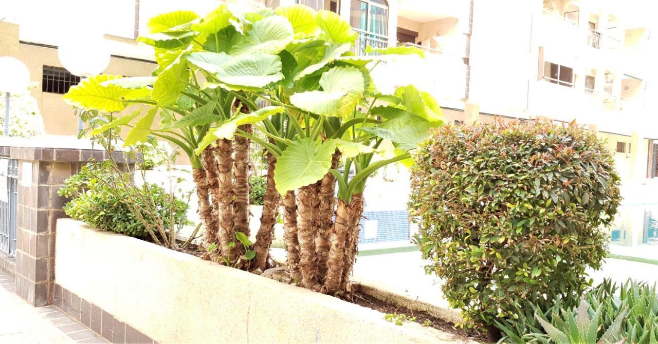 Ecaterina Apartment Torrevieja Dış mekan fotoğraf